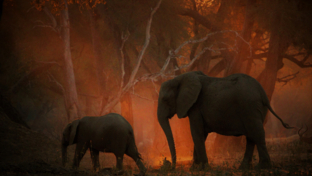 Mana River Camp Blog Elephants