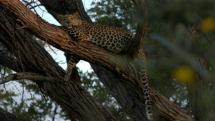 Machaba Botswana Okavango Delta Machaba Leopard Sightings March 2017