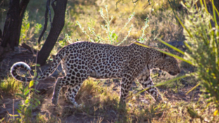 Botswana Okavango Delta Gomoti Plains Leopard Ground