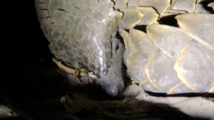 Machaba Camp Botswana Okavango Delta Little Machaba Camp Pangolin 1 Sightings June 2019