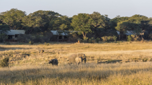 Verneys March Wildlife Banner