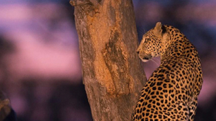 Machaba Camp Botswana Okavango Delta Little Machaba Camp Leopard 1 Sightings April 2018