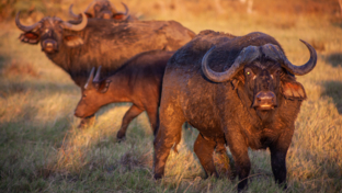 Machaba Botswana Okavango Delta Gomoti Plains Sightings February 2020 Buffalo Landing