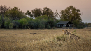 Machaba Botswana Okavango Delta Little Machaba Camp Lion 2018