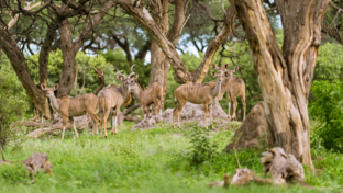 Botswana   Machaba Camp   Kudu