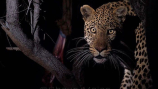 Machaba Camp Botswana Okavango Delta Little Machaba Camp Leopard 2 Sightings November 2017