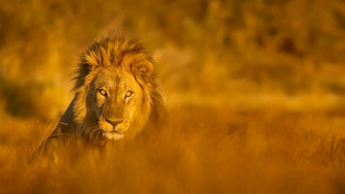 Botswana Okavango Delta Machaba Camp Sightings June 2021 Lion Grass 01