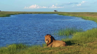 Machaba Botswana Chobe Ngoma Sighting February 2020 Lion Landing