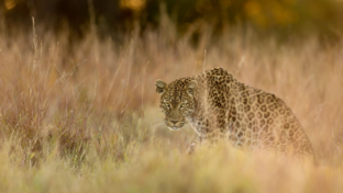 Botswana Machaba Camp Leopard