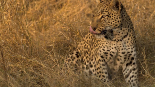Machaba Camp Botswana Okavango Delta Little Machaba Camp Leopard Sightings June 2018