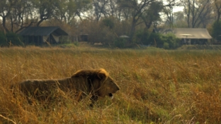 Machaba Camp Botswana Okavango Delta Little Machaba Camp Lion 1 Sightings September 2017