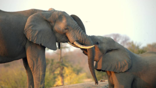 Machaba Zimbabwe Hwange Deteema August Sightings 2020 Elephant Thumbnail