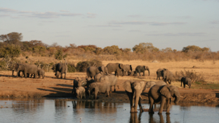 Machaba Safaris Zimbabwe Verneys Camp Wildlife Stories July 2022 Banner Elephants