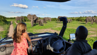 Machaba Botswana Chobe Ngoma Sighting January 2020 Elephant Landing