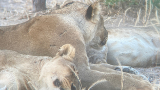 Zimbabwe   Mana Pools   Ingwe Pan   August Sightings 2021   Sleepy Lions