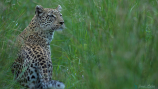 Machaba Botswana Okavango Delta Camp Leopard Sightings January 2017