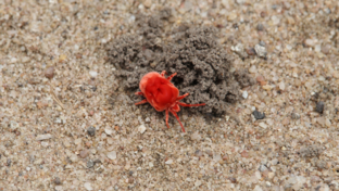 Machaba Zimbabwe Deteema Springs Sighting January 2020 Velvet Mite Landing