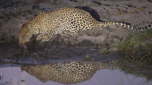 Machaba Botswana Okavango Delta Gomoti Plains Camp Leopard Sightings October 2017