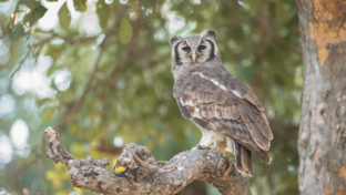Machaba Botswana Okavango Delta Machaba Camp Sightings February 2020 Owl Landing