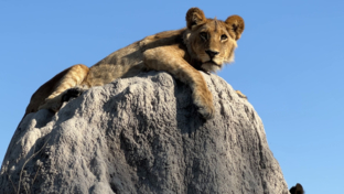 Machaba Safaris   Okavango Delta   Kiri Camp   Wildlife Sightings   August 2022   Lion On Termite Mound