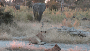 Machaba Botswana Okavango Delta Gomoti Plains Elephant Sightings May 2020