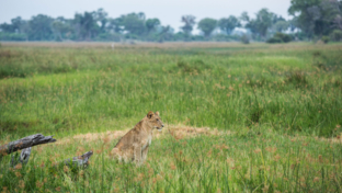 Zimbabwe Hwange Deteema Springs Sightings October 2021 Lion