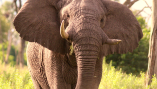 Machaba Botswana Okavango Delta Gomoti Plains Elephant Sightings May 2018