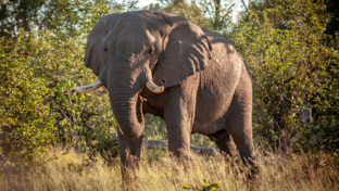 Botswana Okavango Delta Machaba Camp Sightings April 2021 Elephant