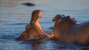 Machaba Botswana Okavango Delta Gomoti Plains Camp Hippos Sightings Report August 2019