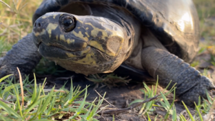 On Safari Nala Episode 10 Hinge Terrapin Thumbnail