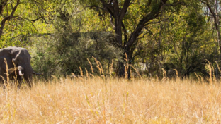 Botswana Machaba Camp Elephants Banner