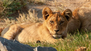 Zimbabwe Hwange National Park Deteema Springs Camp Wildlife Sightings November 2020 Landing