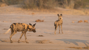Machaba Botswana Okavango Delta Machaba Camp July Sightings Wild Dogs Thumbnail