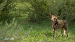Botswana   Okavango Delta   Machaba Camp   Wildlife Sightings   Shaun Malan   Wilddog