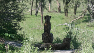 Botswana    Okavango Delta   Gomoti Plains   Wildlife Sightings   Feb 2023   Cheetahs