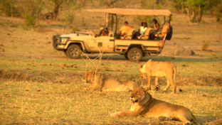 Zimbabwe Hwange National Park Deteema Game Drive Thumbnail