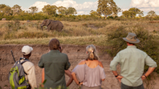Machaba Safaris   Zimbabwe   Hwange National Park   Deteema Springs   Wildlife Sightings   June 2022   Walking Safari At Deteema Springs