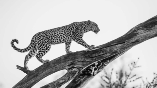 Machaba Camp Botswana Okavango Delta Little Machaba Camp Leopard Sightings August 2018