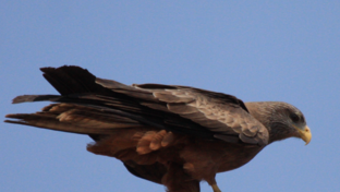 Machaba Zimbabwe Hwange Verneys Camp Sighting February 2020 Landing
