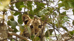 Machaba Zimbabwe Ingwe Pan Sightings July 2020 Leopard Cub Thumbnail