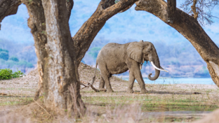 Zimbabwe Mana Pools Ingwe Pan Banner