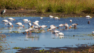 Botswana Machaba Birds Sightings