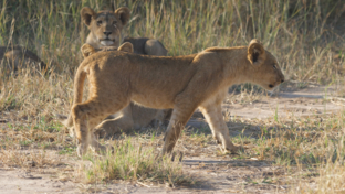 Machaba Safaris Zimbabwe Deteema Springs Cub