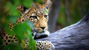 Machaba Botswana Okavango Delta Machaba Leopard Sightings April 2017
