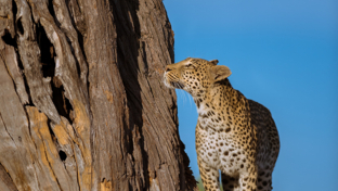 Machaba Botswana Okavango Delta Little Machaba Camp 2 Leopard Sightings April 2019