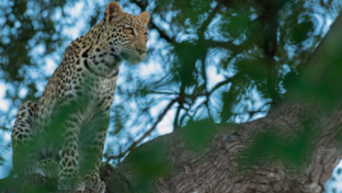 Machaba Botswana Okavango Delta Machaba Camp Sightings January 2020 Leopard Tree