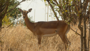 Machaba Botswana Hwange Deteema Impala Thumbnail May Sightings 2020