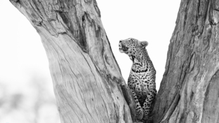 Botswana   Okavango Delta   Machaba Camp   August Sightings 2021    Leopard In Tree