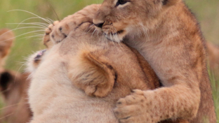 Machaba Botswana Okavango Delta Gomoti Plains Lion Cub Sightings April 2018