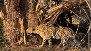 Botswana Okavango Delta Machaba Camp Leopard Hunt